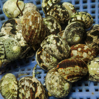 Nerite Snails (Pack of 3)