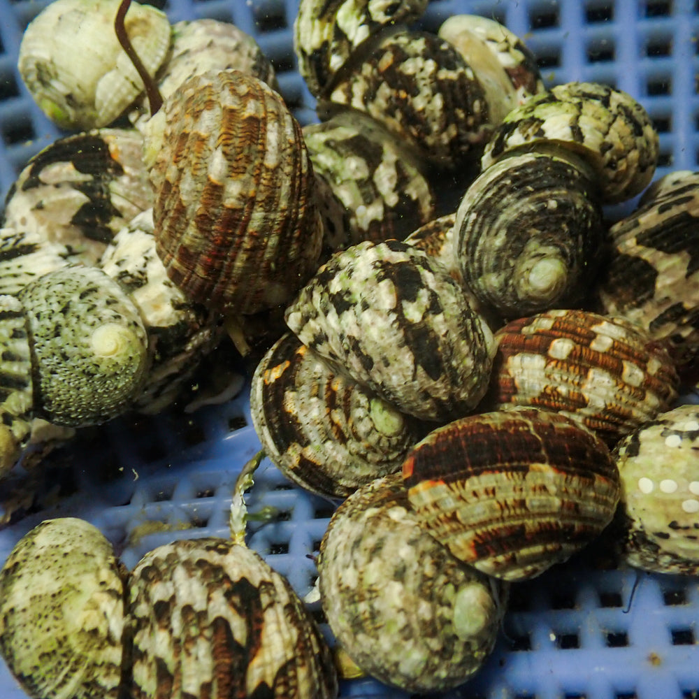 Nerite Snails (Pack of 3)