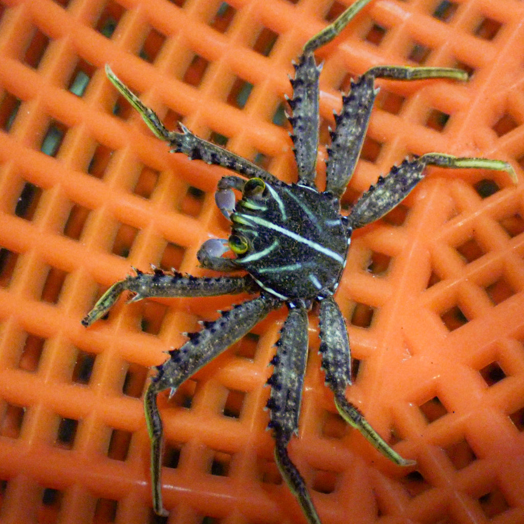 Sallylightfoot Crab - Corals Anonymous