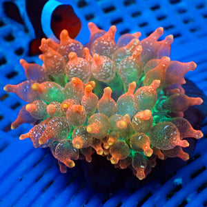 WYSIWYG Rainbow Cherry Lemon Bubble Tip Anemone (2-3")