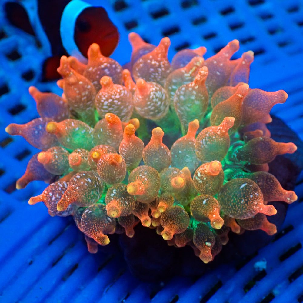 WYSIWYG Rainbow Cherry Lemon Bubble Tip Anemone (2-3