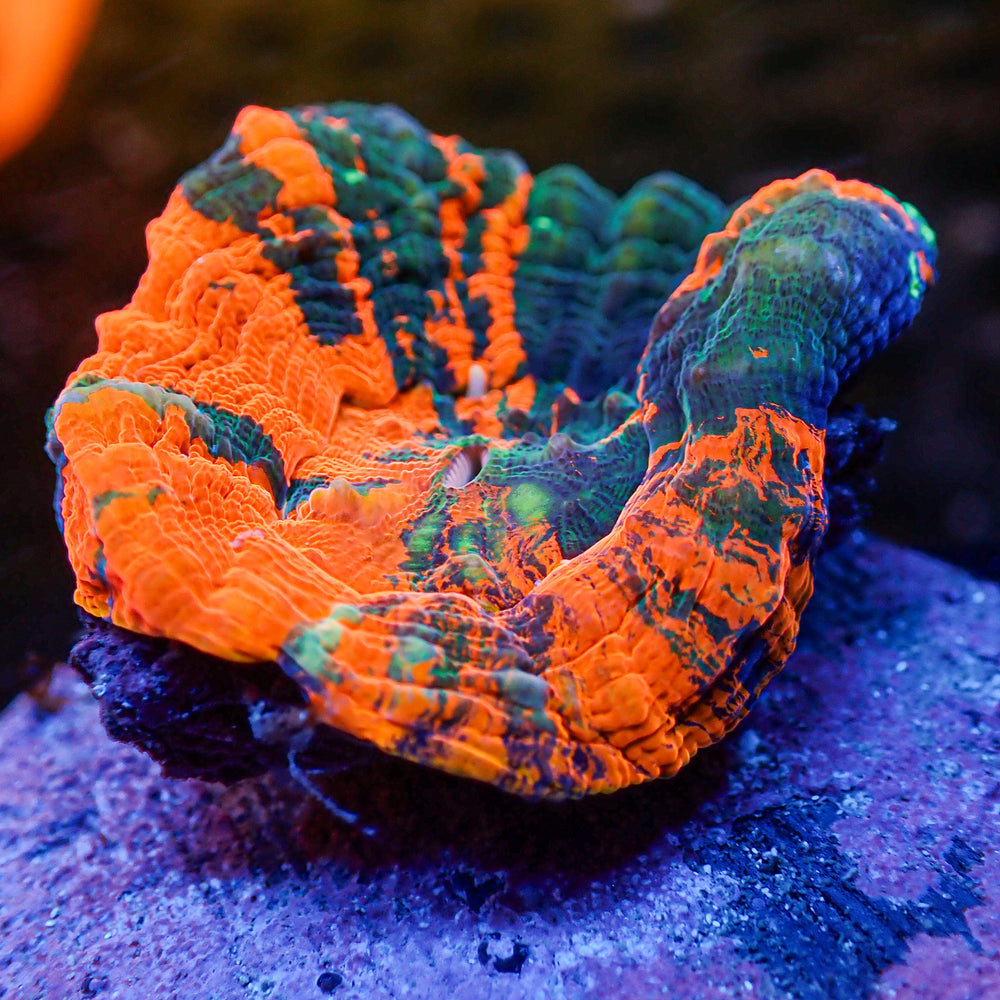 WYSIWYG Aussie Ultra Warpaint Scolymia (Aquacultured) - Corals Anonymous