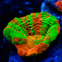 WYSIWYG Aussie Bleeding Apple Scolymia (Aquacultured)