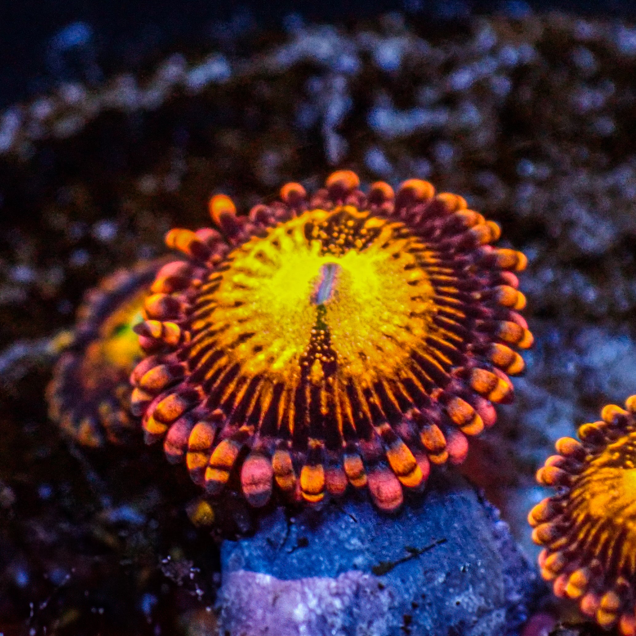 Ultra Reverse Nova Zoa (2-3 Polyps)