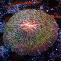 WYSIWYG Rainbow Tropic Burst Fungia Plate (2-3")