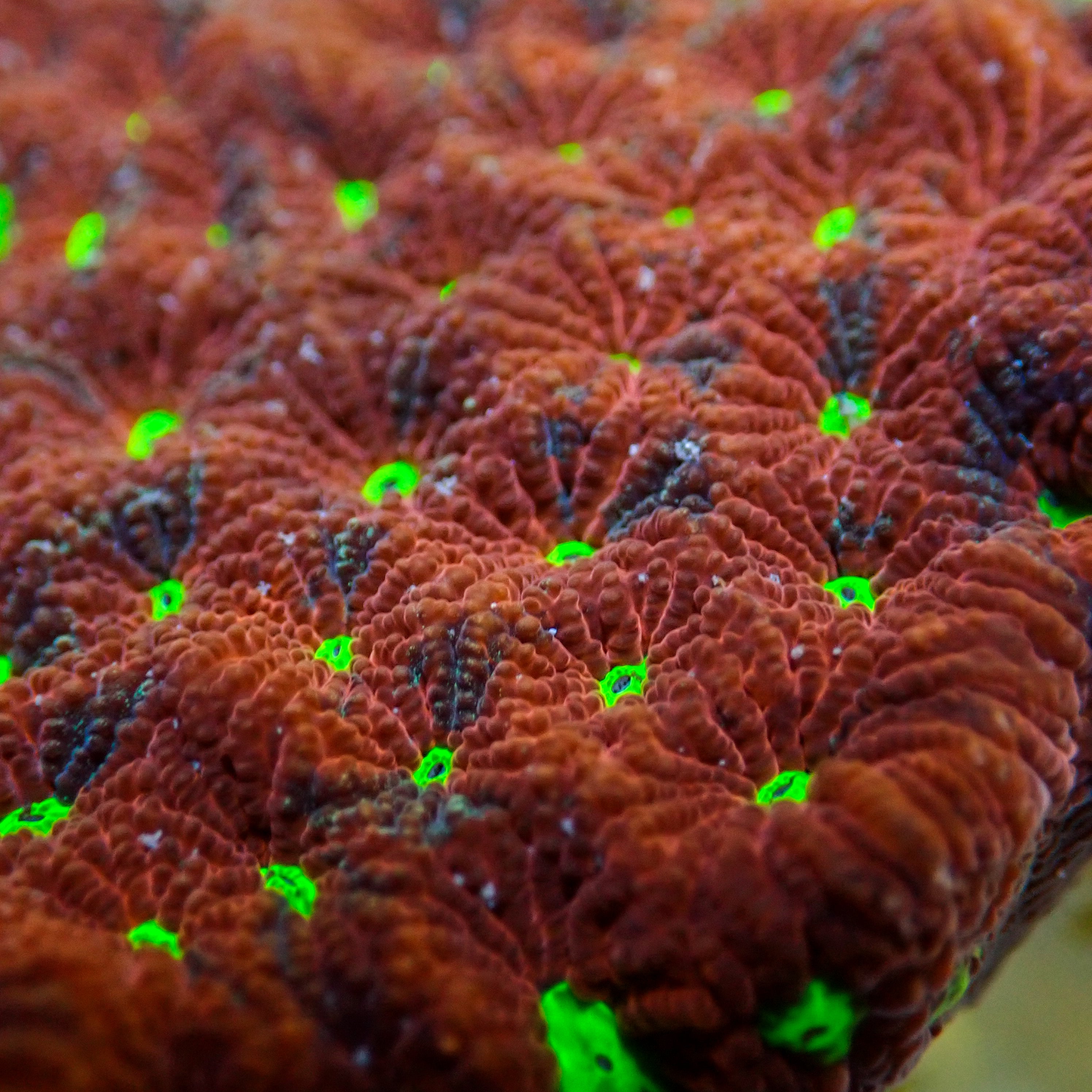 Aussie Bloody War Coral Favites (0.5-1” Frag) | Corals Anonymous