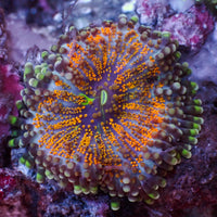 Gold Pot Yuma Mushroom - Corals Anonymous
