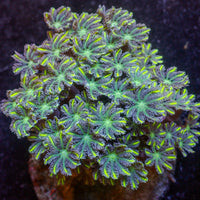 Almost-WYSIWYG Yellow Rose Firework Cloves Garden Colony (40+ Polyps)