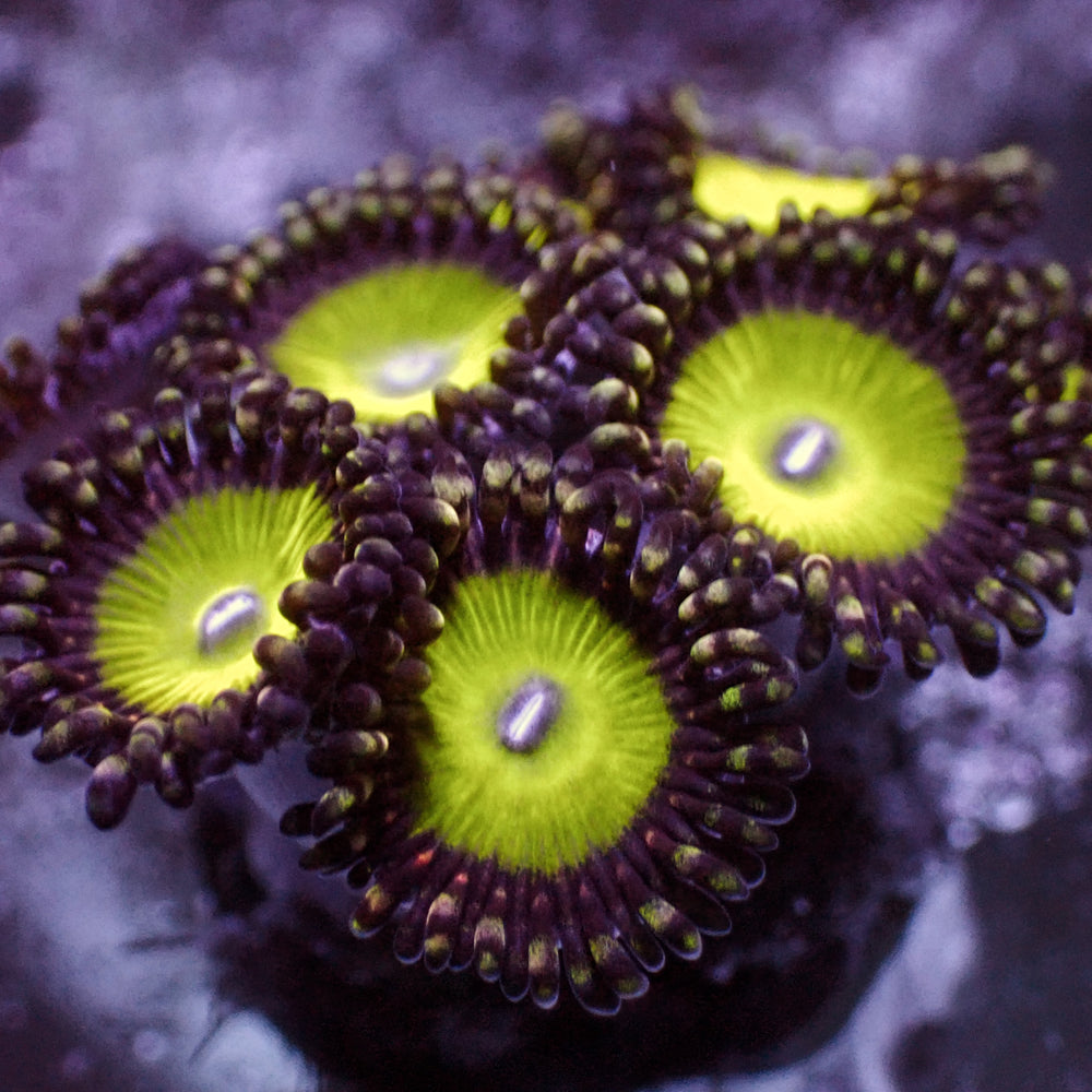 Candy Apple Green Zoa (10-15 Polyps colony)