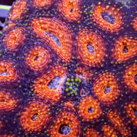 Orange Hornet Echinata (2-3 polyps)
