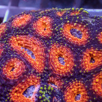 Orange Hornet Echinata (2-3 polyps)
