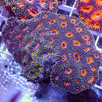 Orange Interstellar Echinata Acan (2-3 Polyps)
