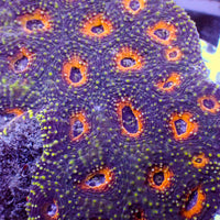 Orange Interstellar Echinata Acan (2-3 Polyps)
