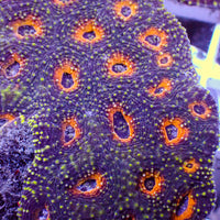 Orange Interstellar Echinata Acan (2-3 Polyps)
