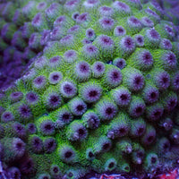 Mardi Gras  Cyphastrea (0.5-1” Frag)
