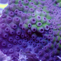 Mardi Gras  Cyphastrea (0.5-1” Frag)
