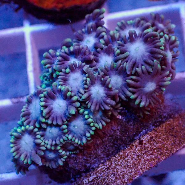 Corals Anonymous | Corals Anonymous | Best Online Reef Shop | Coral ...