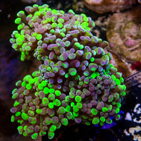 Toxic Splatter Branching Hammer
