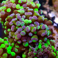 Toxic Splatter Branching Hammer
