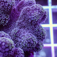 Purple Pocillopora SPS (1” frag)

