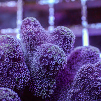 Purple Pocillopora SPS (1” frag)
