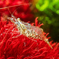 Marine Glass Shrimp (5 pack) - Corals Anonymous