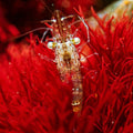 Marine Glass Shrimp (5 pack) - Corals Anonymous