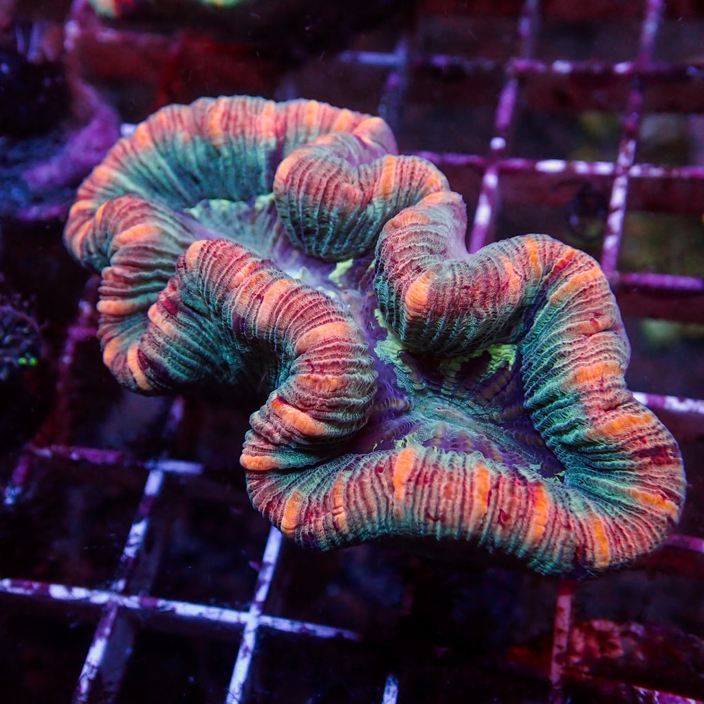 WYSIWYG Peachy Pink Ring Rainbow Mini Trachy (2-3”) - Corals Anonymous