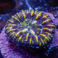 WYSIWYG Aussie Yellow Tiger Button Scoly (0.5-1")