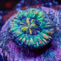 WYSIWYG Aussie Blue Oasis Button Scoly (0.5-1")