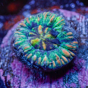 WYSIWYG Aussie Blue Oasis Button Scoly (0.5-1")