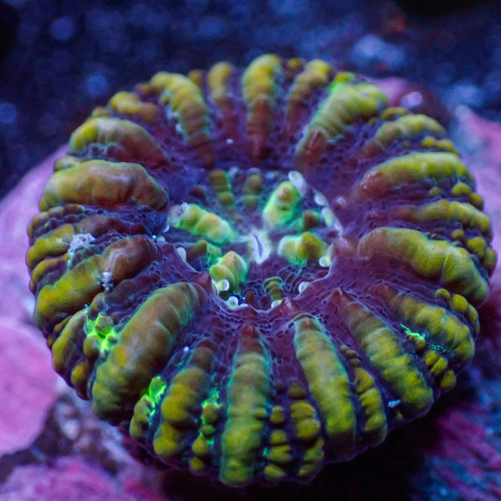 WYSIWYG Aussie Multicolor Button Scoly (0.5-1