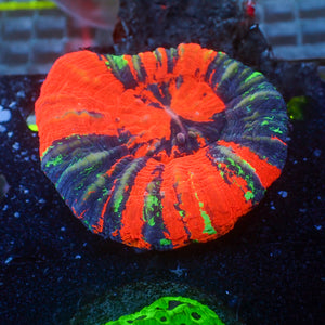 WYSIWYG Aussie Ultra Warpaint Scolymia (Aquacultured, 2-3")