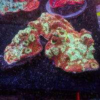 Sunny Flair Crush Chalice (1” Frag) - Corals Anonymous
