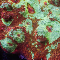 Sunny Flair Crush Chalice (1” Frag) - Corals Anonymous