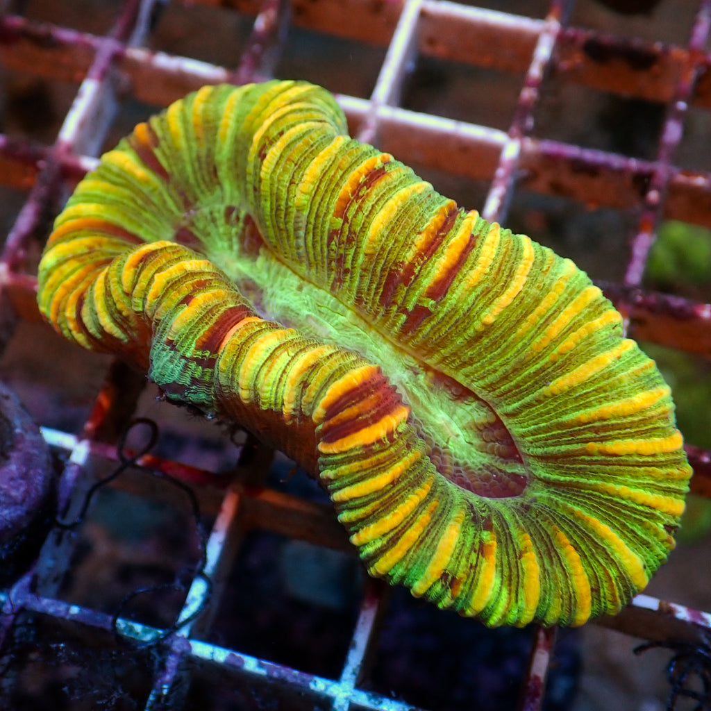 WYSIWYG Multicolor Yellow Stripe Mini Trachy (2-3") - Corals Anonymous