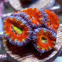 WYSIWYG Rainbow Carnival Acan Colony (4 Polyps) - Corals Anonymous