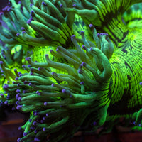 WYSIWYG Indo Blue Tip Elegance Colony (5-7")
