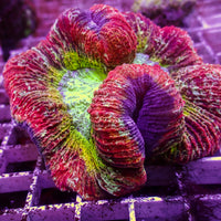 WYSIWYG Cosmic Blast Rainbow Red Wellso

