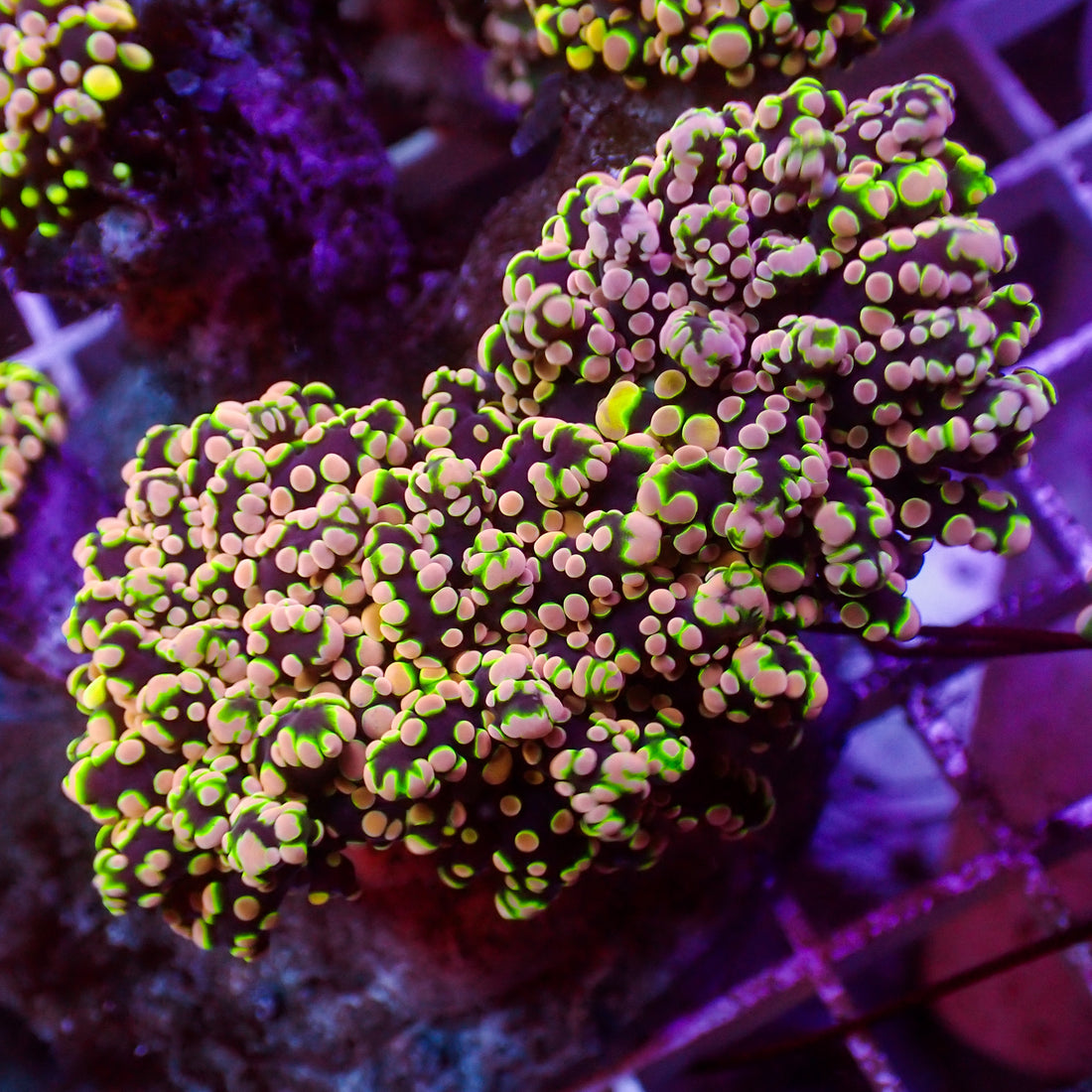 Pink Jester Rainbow Branching Octospawn - Corals Anonymous