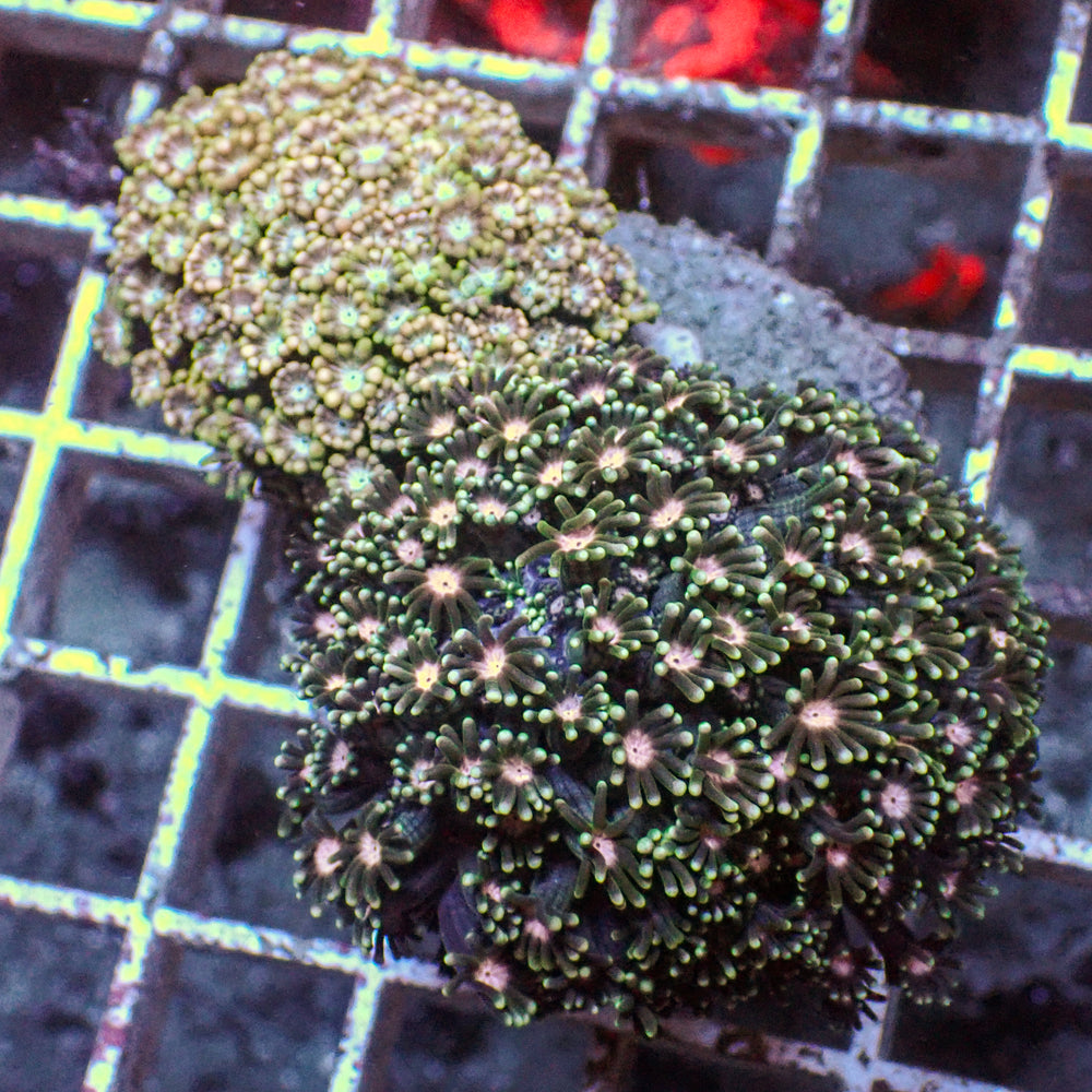 WYSIWYG Large Rainbow Alveopora Colony (2-3”)