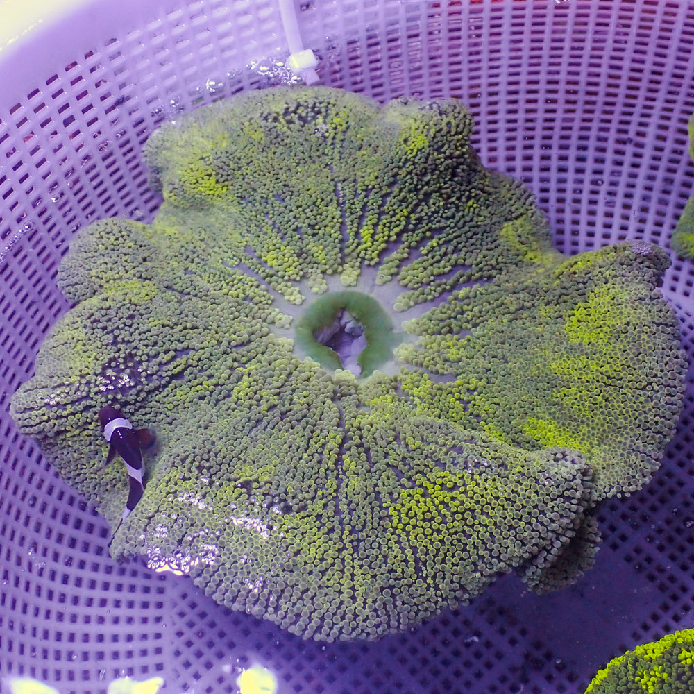 WYSIWYG Yellow Splatter Haddoni Carpet Anemone (6-8