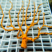 WYSIWYG Yellow Gorgonian Sea Fan Colony (4-6") - Corals Anonymous