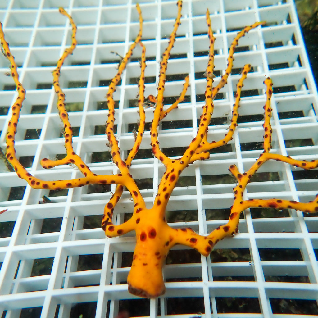 WYSIWYG Yellow Gorgonian Sea Fan Colony (4-6") - Corals Anonymous