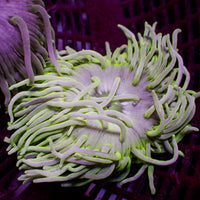 Lime Green Long Tentacle Anemone