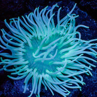 Teal Long Tentacle Anemone
