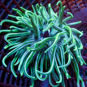 Metallic Green Zebra Long Tentacle Anemone (3-6”)