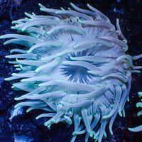 Teal Long Tentacle Anemone
