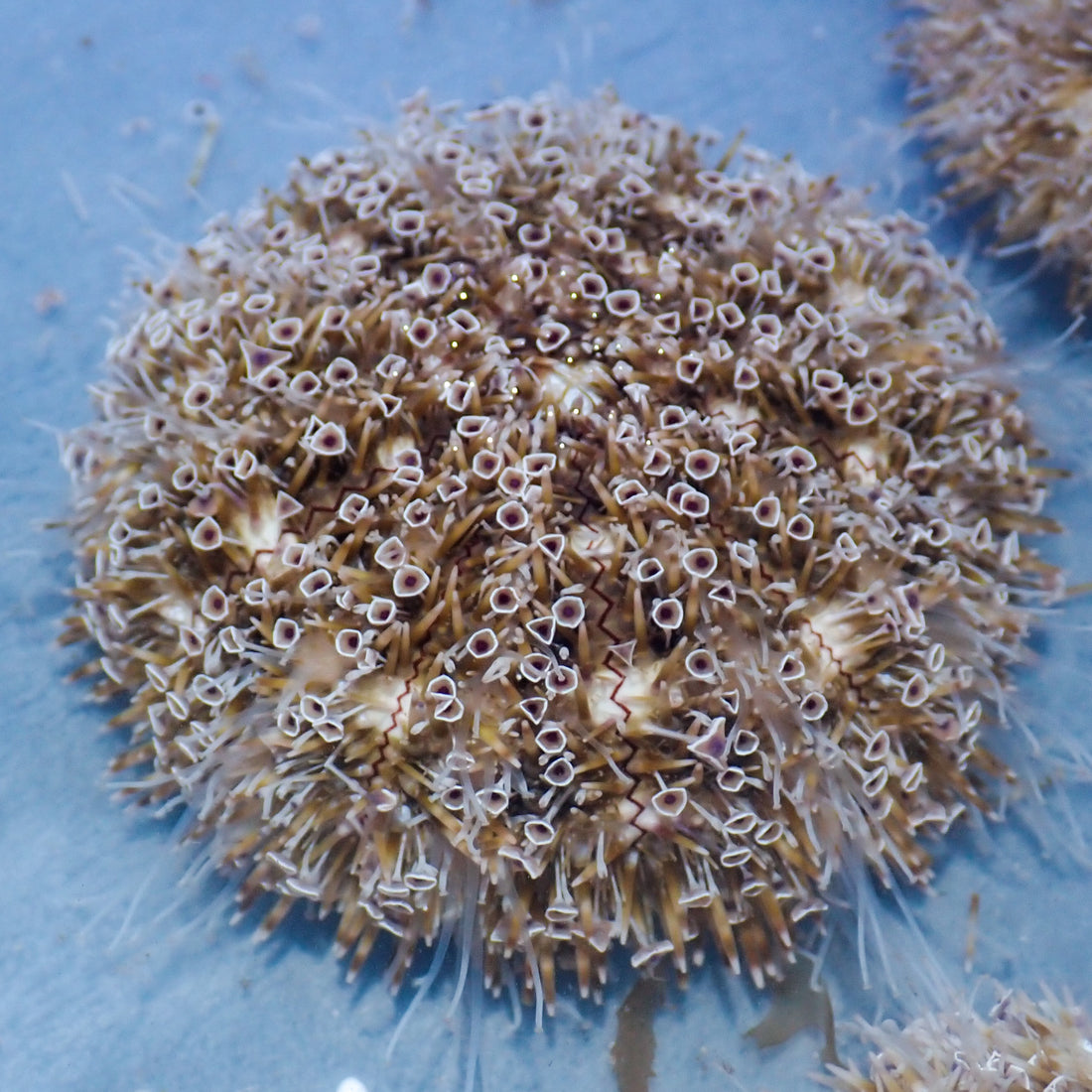 Flower Urchin - Corals Anonymous