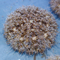 Flower Urchin - Corals Anonymous